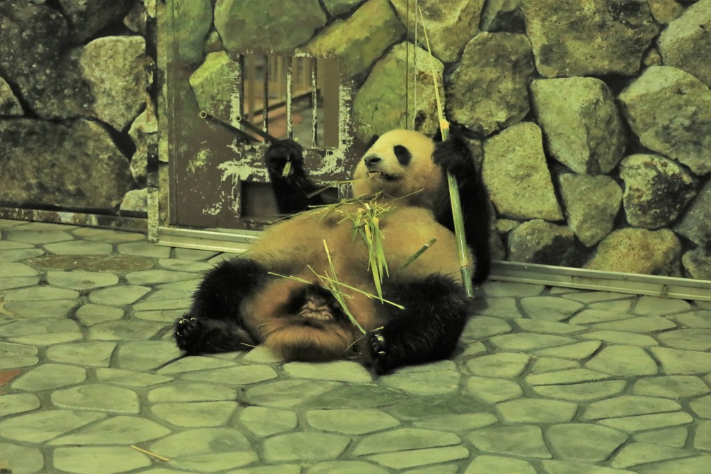 パンダ2