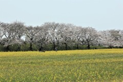藤原京の菜の花と桜4