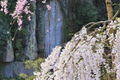 今年の大野寺枝垂桜