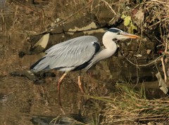 鷺 餌とり