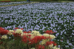 ホテイアオイと曼珠沙華