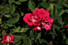 紅バラ