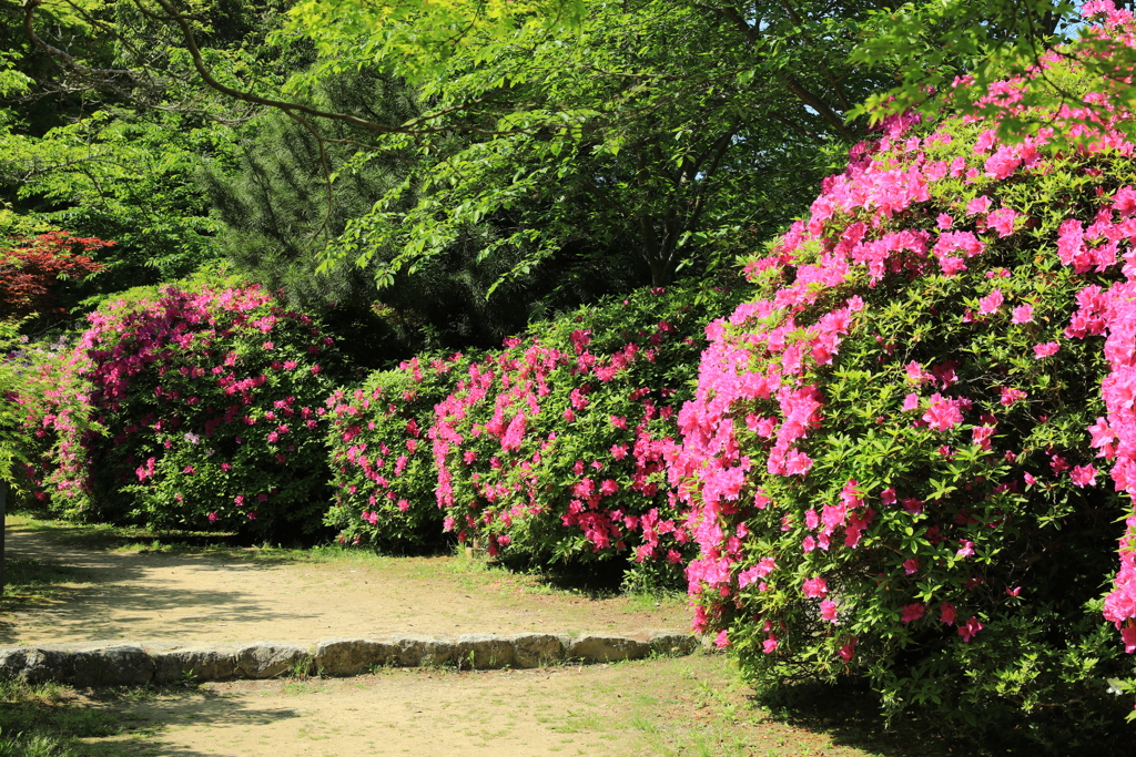長岳寺つつじ2