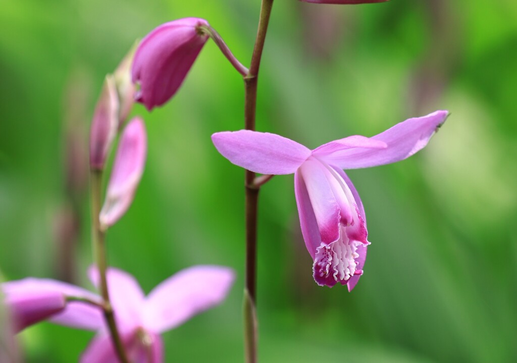 花（シラン）