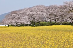 E33A0529藤原京の菜の花と桜5