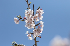 枝垂れ桜5