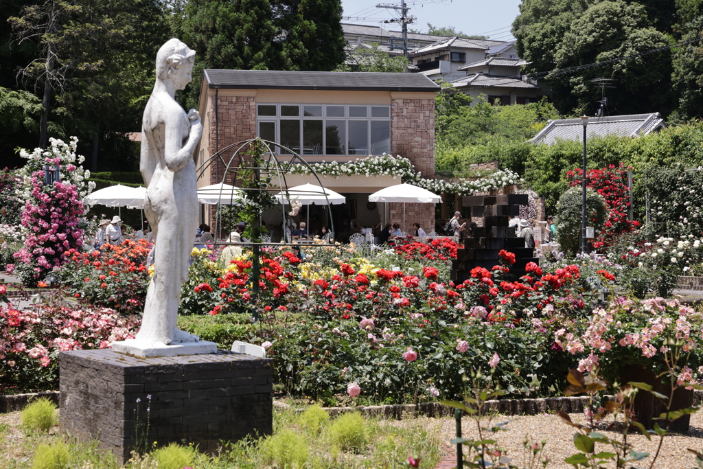 バラ園