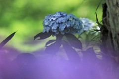 紫陽花4