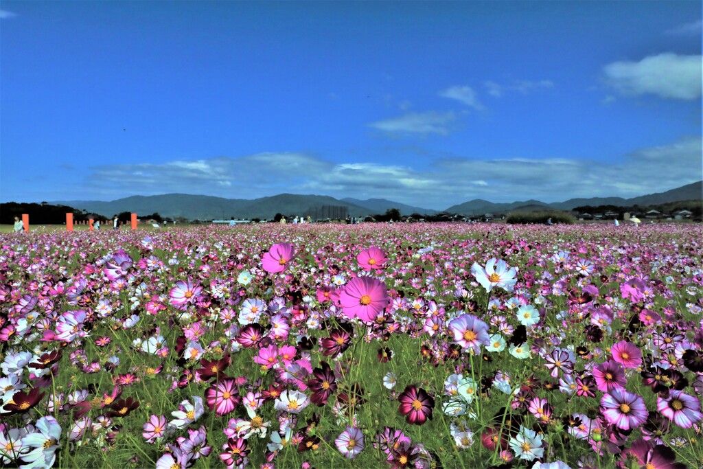 コスモス園2