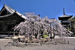 道成寺の枝垂れ桜6