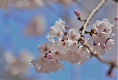 枝垂れ桜4