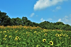 馬見丘陵公園の夏