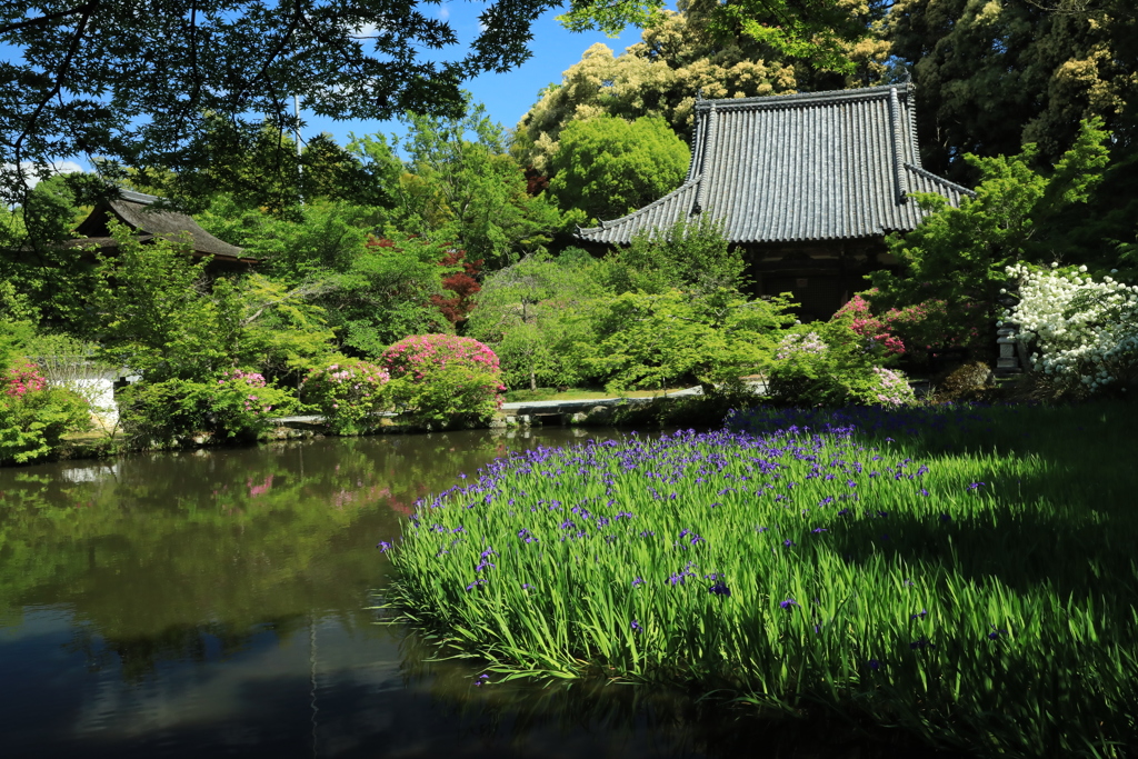 長岳寺つつじ、カキツバタ1