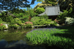 長岳寺つつじ、カキツバタ1