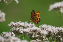 ふじわかばと蝶1