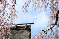 金剛寺の枝垂桜6