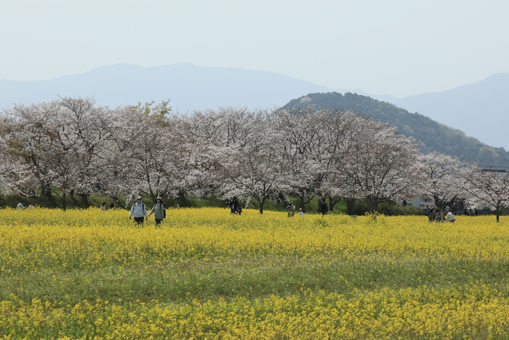 藤原京の菜の花と桜3