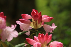 室生寺シャクナゲ3