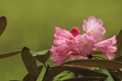 室生寺シャクナゲ2