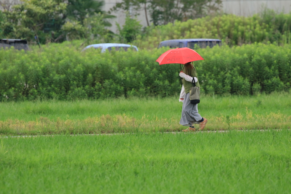 梅雨の雨1