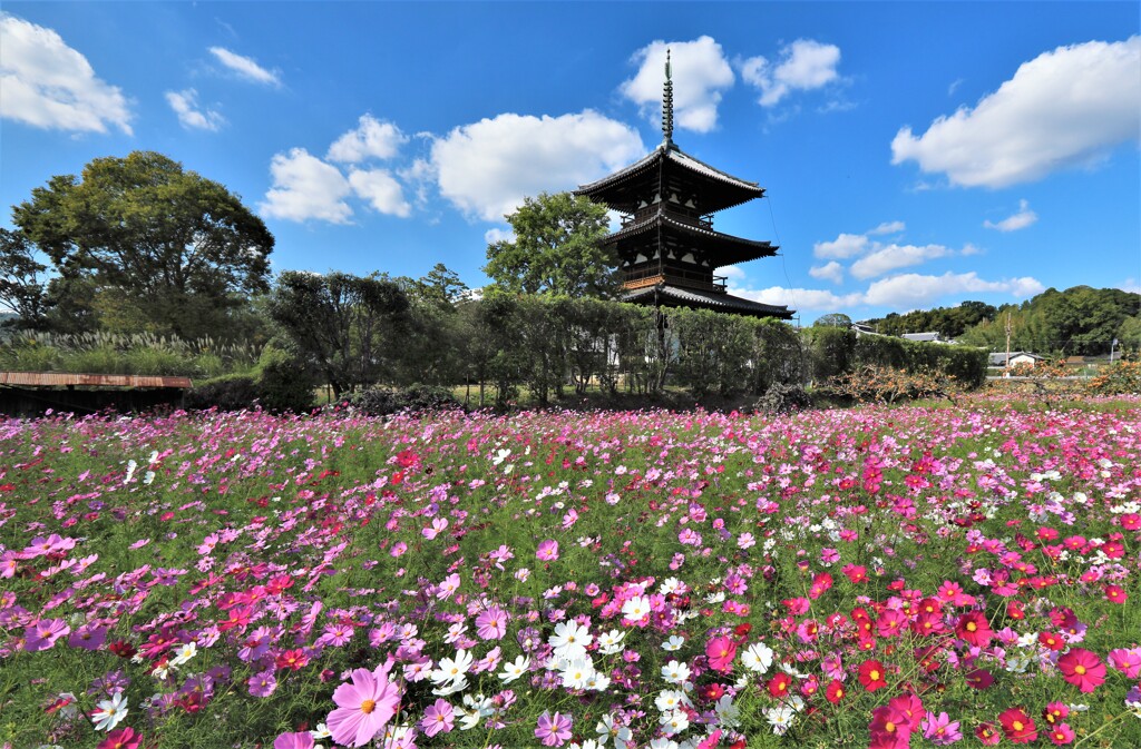 法起寺　コスモス畑