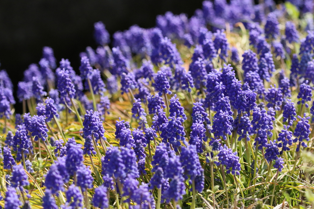 ムスカリの花