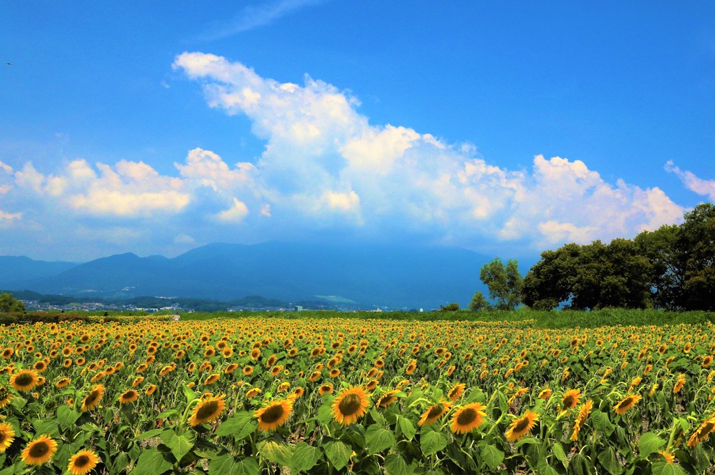 ひまわり畑
