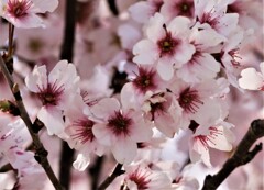 ひがん桜1
