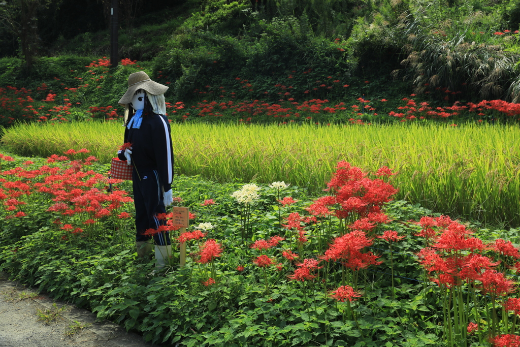 カカシと彼岸花