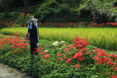 カカシと彼岸花