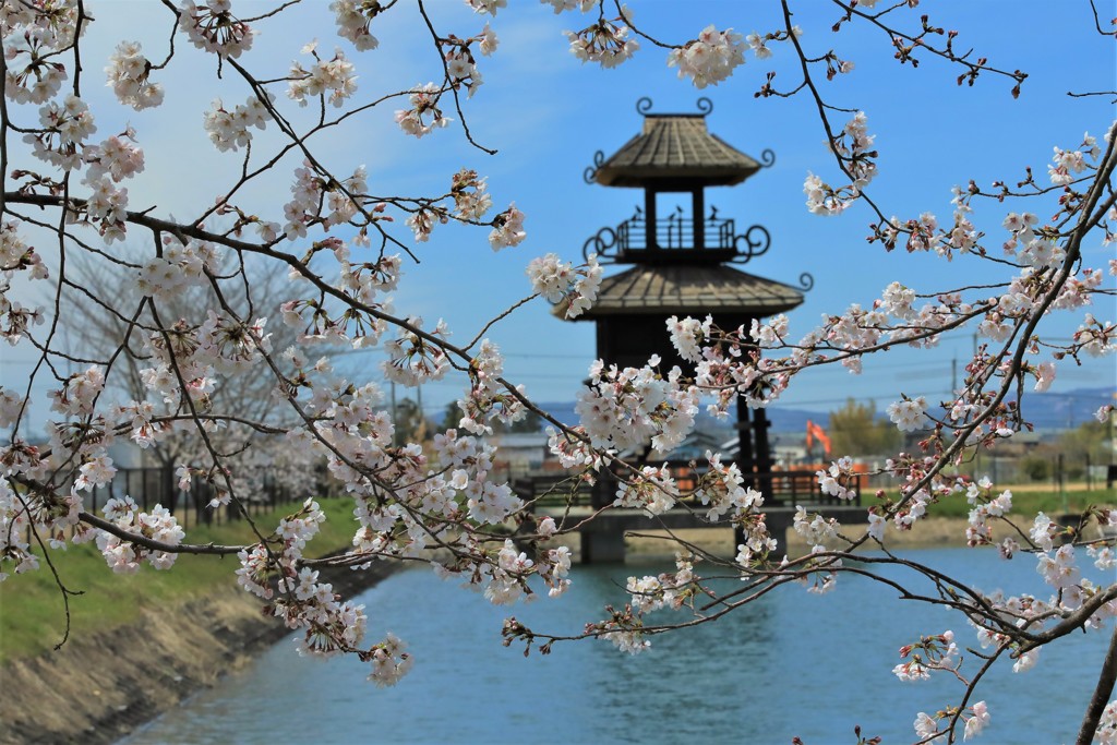 鍵遺跡と桜1