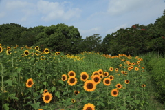 馬見公園ひまわり