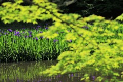 新緑、カキツバタ1