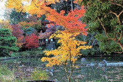 浄瑠璃寺の紅葉