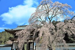 金剛寺の枝垂桜5