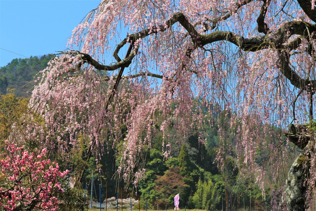 西光寺枝垂桜1