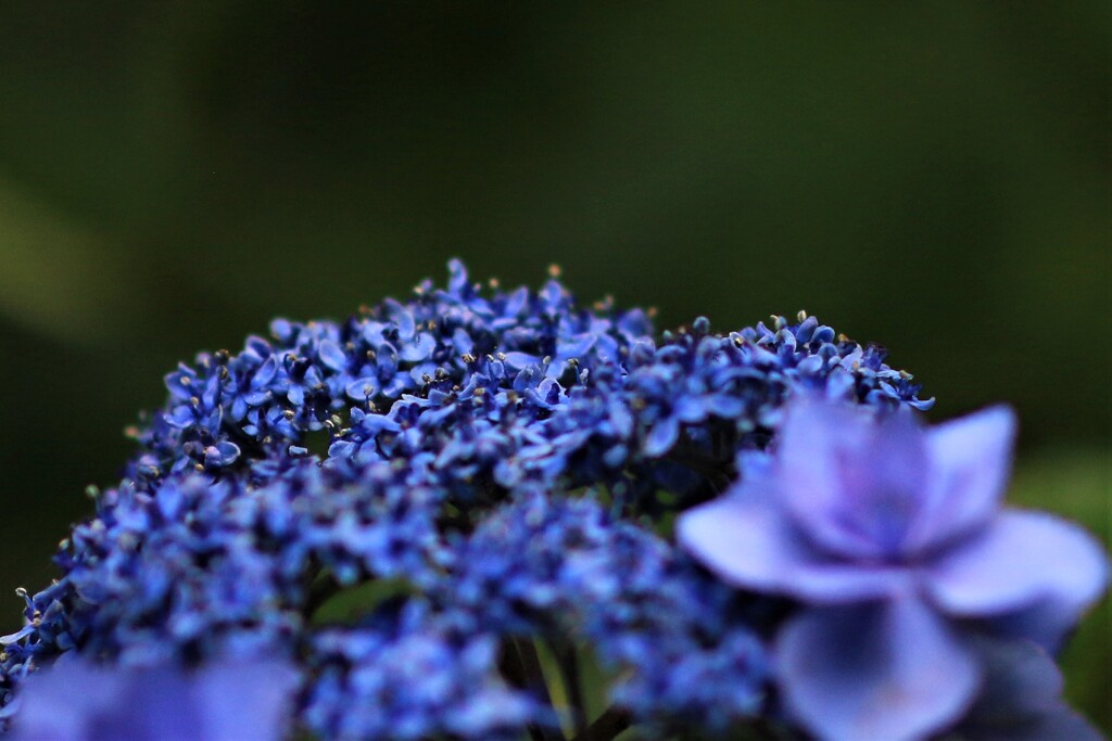 1I0A1906紫陽花8