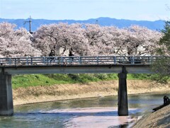 河川敷の桜