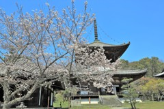 国宝根来寺大塔