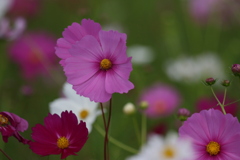 コスモス9