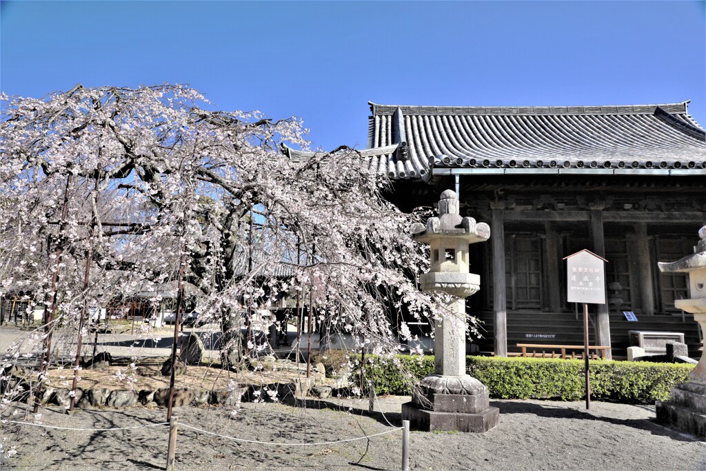 道成寺の枝垂れ桜2