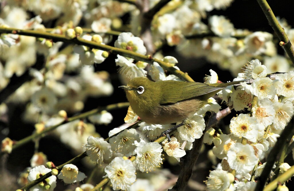 梅とメジロ13