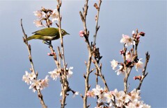 ひがん桜とメジロ2