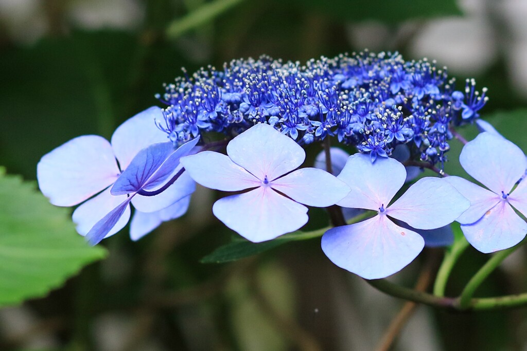 1I0A1869紫陽花3