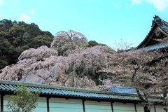 金剛寺の枝垂桜1
