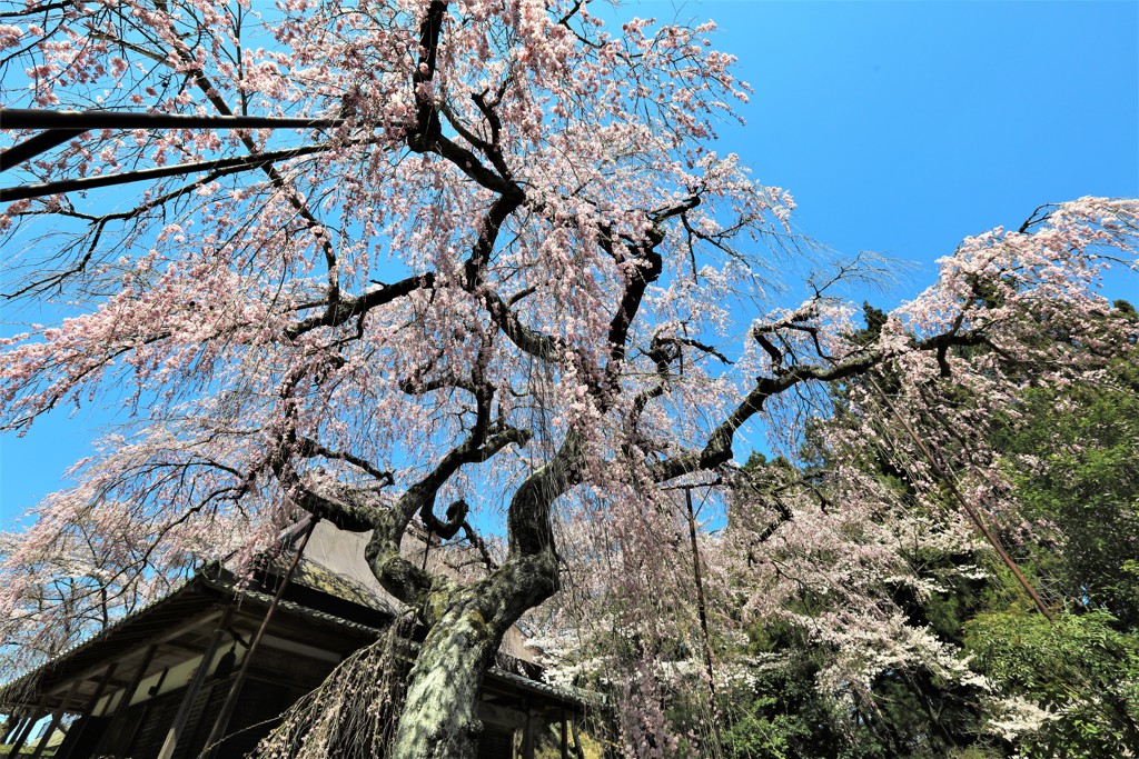 西光寺枝垂桜5