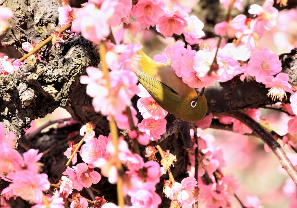 梅とメジロ5