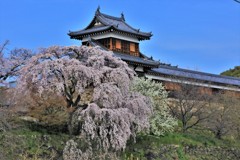 奈良郡山城と垂れ桜