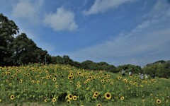 馬見公園ひまわり