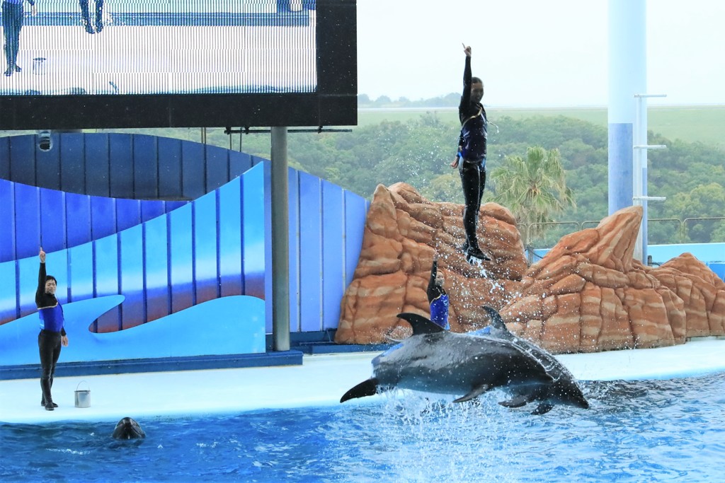 イルカショー4